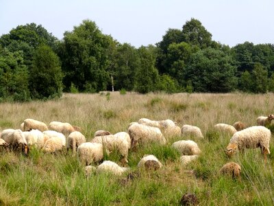 Herd of sheep on beautiful mountain meadow photo