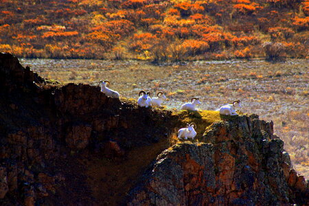 Denali National Park and Preserve photo