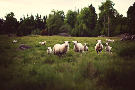 Sheep in the Meadow photo