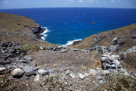 Nihoa Millerbird Translocation-3