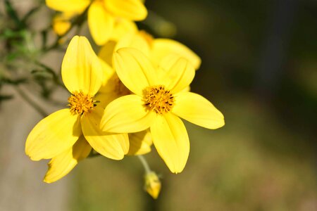 Beautiful Flowers bloom blooming