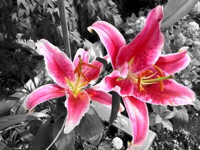 Pink bloom blossom