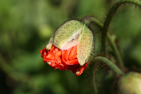 Iceland poppy blossom bloom