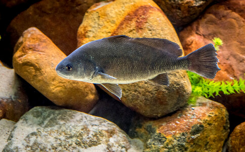 Freshwater drum-6