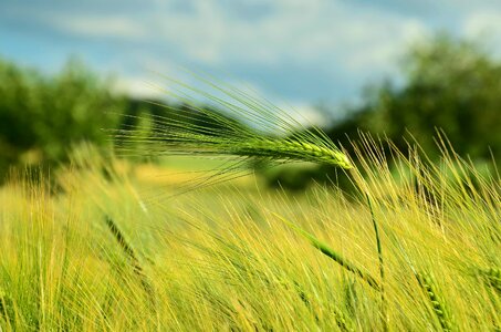 Agricultural agriculture cereal