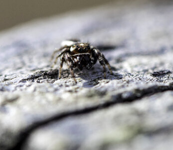 Front of small spider with eyes macro photo