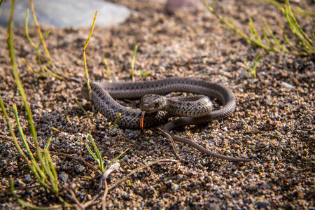 Juvenile Garter Snake photo