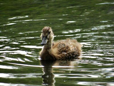 Baby fluffy duck photo
