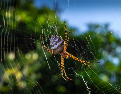 Large web weaving spider photo
