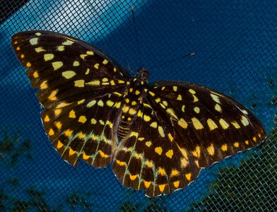 Butterfly insect public record