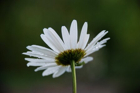 Anemones leaf nature