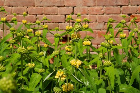 Phlomis russeliana fire herb phlomis