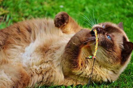 Adorable animal beautiful
