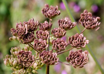 Flower seed heads close-up details