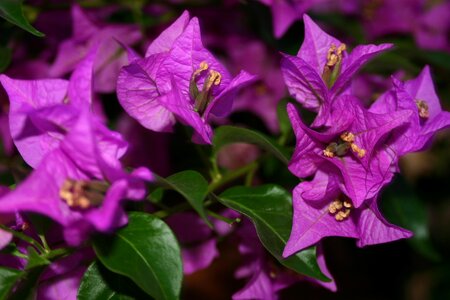 Purple nature plant