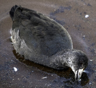 American Coot trying to catch a fish photo