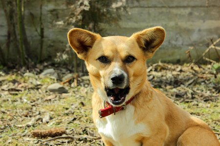 Cute pet nature