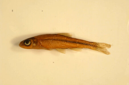 Notropis scabriceps-2