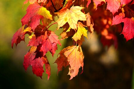 Autumn autumn season branch