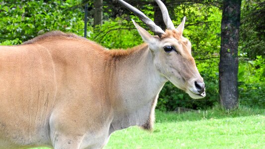 Horn wildlife antelope photo