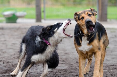 Raging dogs playful great photo