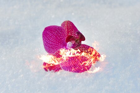 Snow fire flame