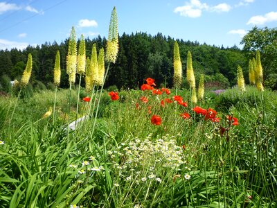 Plant nature sky photo