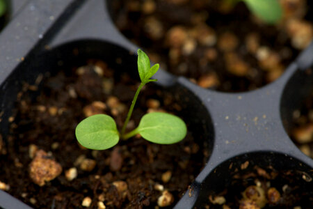 Growing Butterfly Weed-2