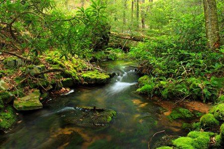 Creek environment foliage