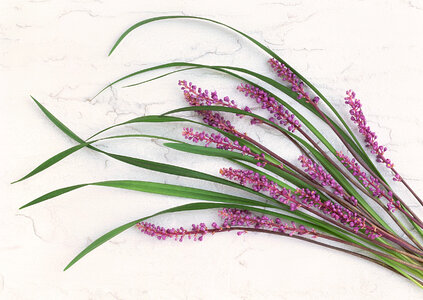 Beautiful detail of scented lavender photo