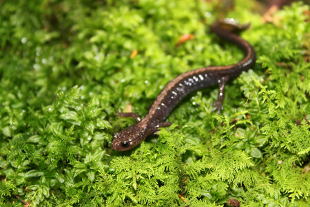 Shenandoah salamander photo