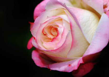 Beautiful beautiful flowers beautiful photo