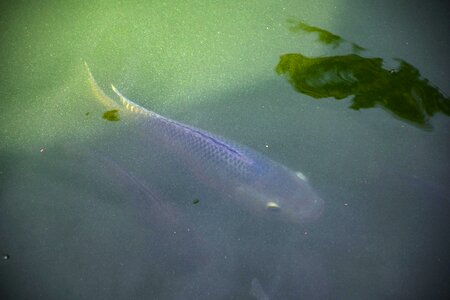 Fish carp water