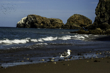 Beach of Santa Cruz Island, Channel Islands National Park, California photo