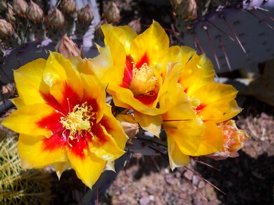 Beautiful Flowers beautiful photo bloom