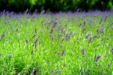 Agriculture beautiful flowers blooming photo