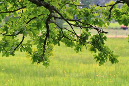 Tree branch deciduous tree