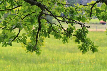 Tree branch deciduous tree photo