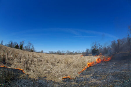 Prescribed Fire-1