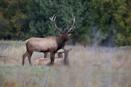 Bull Elk with harem photo