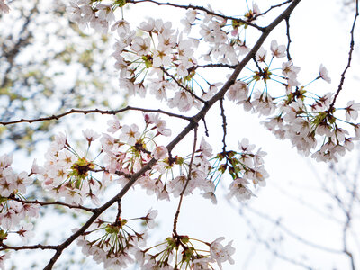 Cherry Blossom Flowers photo