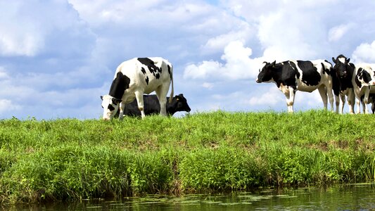 Animals calves cattle photo
