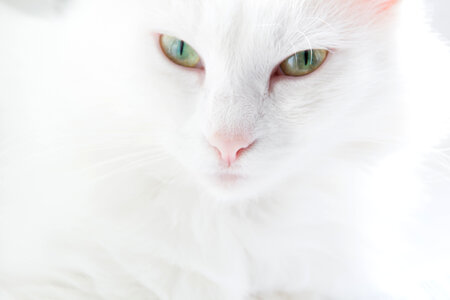 White Cat photo