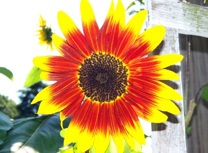 Sun summer nature