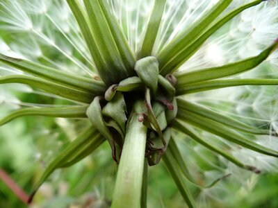 Summer summer meadow taraxacum officinale
