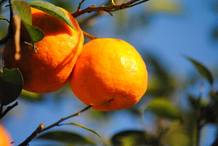 Orange Plant