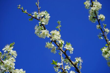 Flowers tree flowering twig