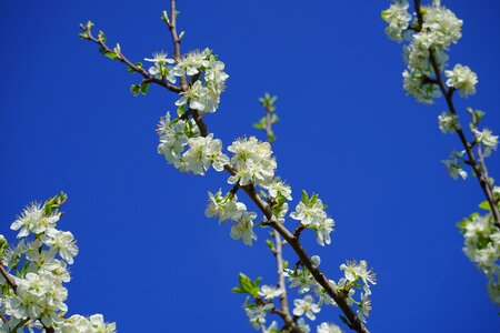 Flowers tree flowering twig photo