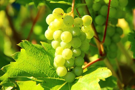 Vines vines stock winegrowing photo