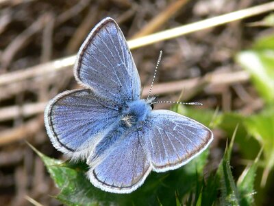 Macro Papilionidae photo